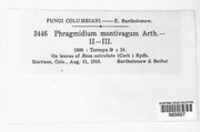 Phragmidium montivagum image